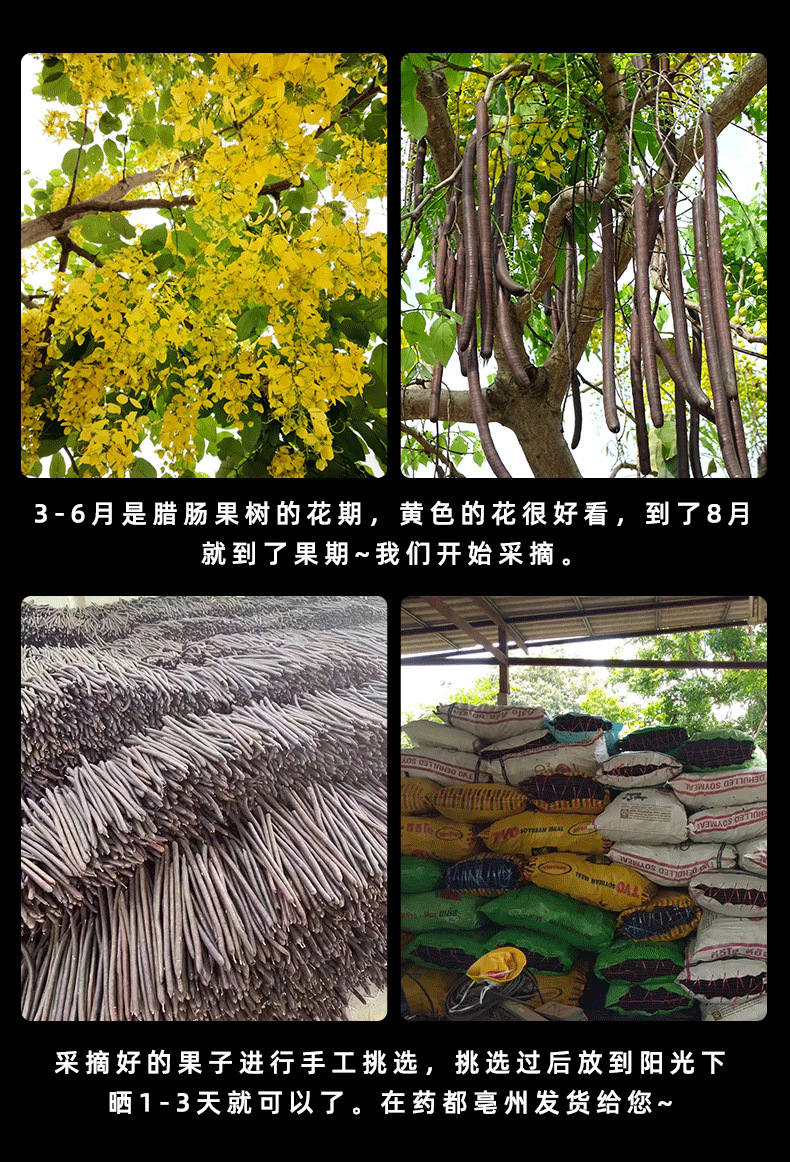 Seedless Cassia Fruit Slices Da Jie Guo 500g Dried Herbal Fruit Pieces for Traditional Herbal Tea overview