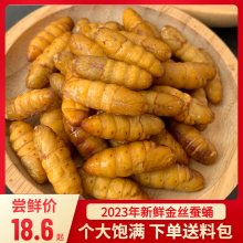 2024新鲜蚕蛹金丝蛹活体速冻桑蚕蛹黄金蛹4斤装无添加顺丰包邮
