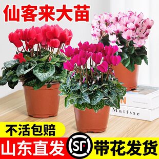 �ɿ́����Ի����ö������B���̨�҃��_�����ܵ��»��������Gֲ