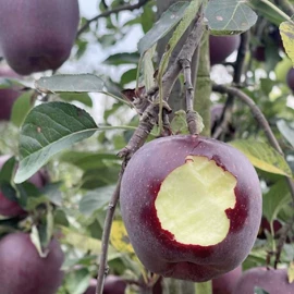 番薯类;柑桔;苹果