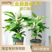 ���m�����Ի���ֲ���҃Ȼ��ļ��S���m�����m�������Ϙ��������_��