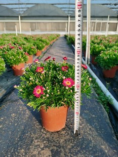 2201�������l ���� ľ���� ������ɫ �������� ������&nbsp; ���Ք[��