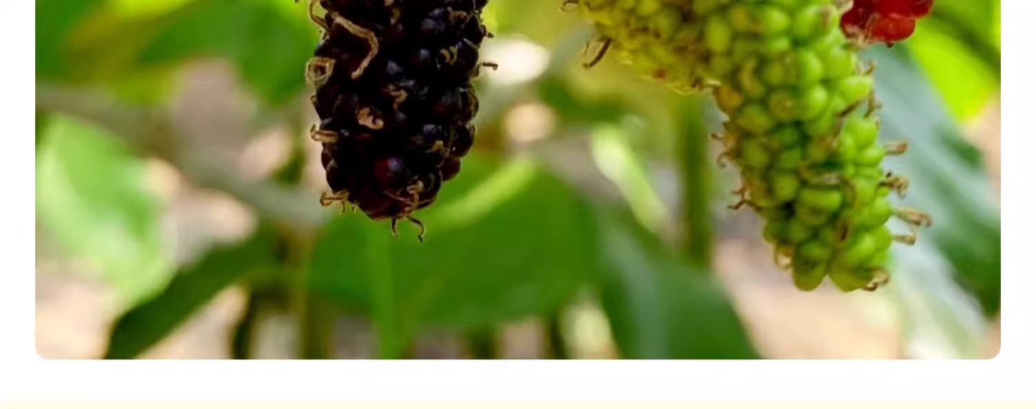 O1CN01YeJ9Po1KQs68P4xoI_!!2219532571159-0-cib.jpg?sign=583921_Mzg0OTAxODQ5