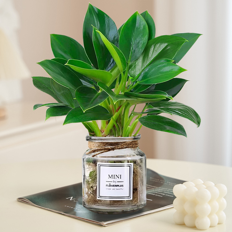 [수경재배모델] 골든다이아몬드 20cm 3그루(투명병+크리스탈머드) + 영양액