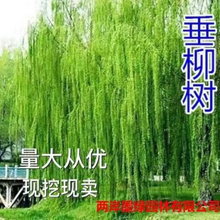 ����������ֱ���������B���s������S������z�����繤�̾G������