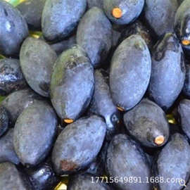 黑橄榄水果树苗正宗嫁接酥皮甜种橄榄果树苗三捻橄榄果树苗青橄榄