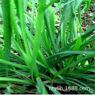 Farm Purple Root Leek Seed Seedlings Leek Root All Year Round Seeds Large Leaf Leek All Year Round Sowing Vegetable Larvae Balcony Potted Plants