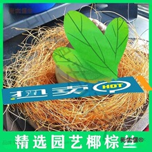 椰丝园艺铺面盆栽花卉棕丝覆盖一箱植物批发土面包邮花盆椰麦太保