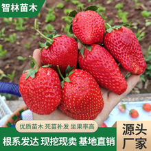 脫毒草莓苗 草莓穴盤苗 四季草莓苗白色草莓苗 淡雪草莓苗