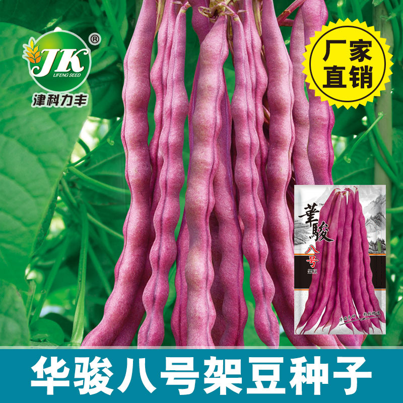 红色四季豆种子紫红色架芸豆种籽春秋播种九粒红豆角种子大紫袍