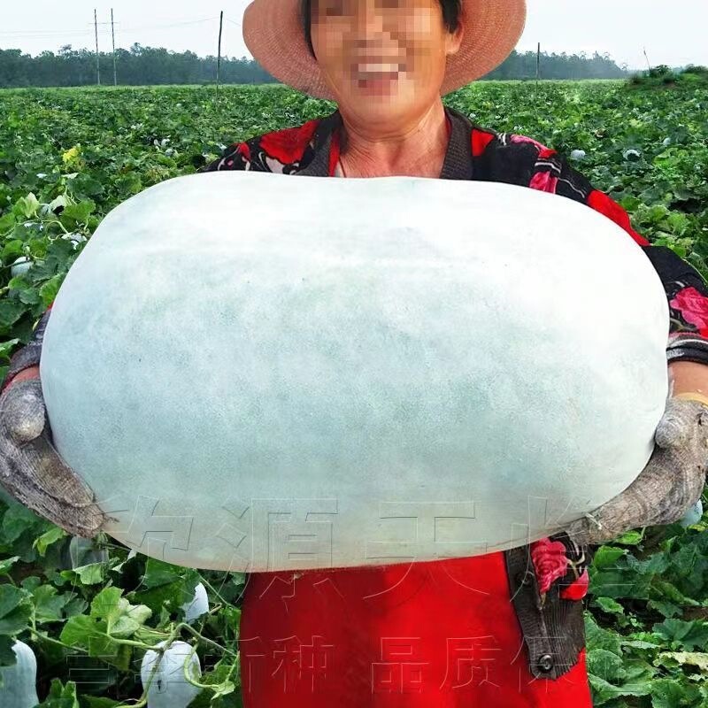 Extra Large Pink-Skinned Winter Melon Seeds, Large Winter Melon Melons, Winter Melon Hairy Melons, Large Winter Melon Seeds, Thick Flesh, High-Yielding Potted Vegetable Seeds in All Seasons Extra Large Pink-Skinned Winter Melon Seeds, Large Winter Melon Melons, Winter Melon Hairy Melons, Large Winter Melon Seeds, Thick Flesh, High-Yielding Potted Vegetable Seeds in All Seasons