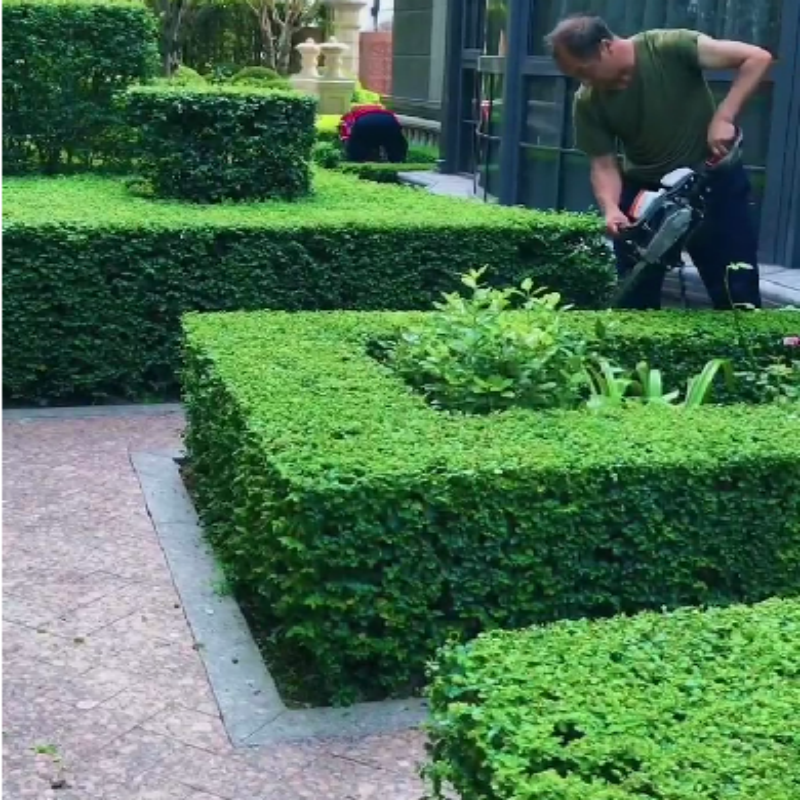 围墙四季常青耐寒冬青庭院绿化树苗篱笆好小叶女贞养易活植物抗寒