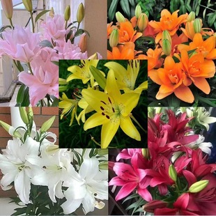Lily Bulbs, Perfume Lilies, Bloom in Many Seasons and Are Good for Feeding Florals and Plants, Indoor and Outdoor Flower Seedlings, Potted Flower Seeds