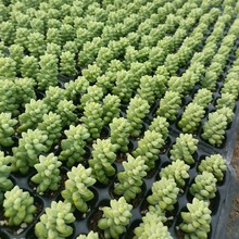 新玉缀玉坠玉缀3-5cm多肉肉肉植物长条单颗