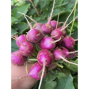 �ϙ����}���N���ļ��Nֲ���rˮ���߲˷N�Ӵ�ȫ�̨ͥԺ�r��������