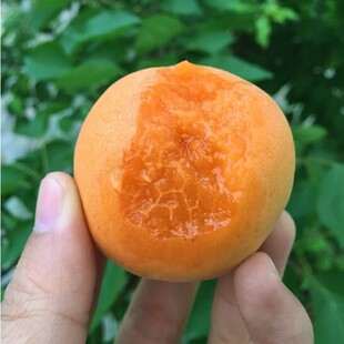 ��ʢ�Ә������������޽����Ә����������Ϸ��Nֲ���Ե��Լ޽���