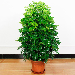 Duck Foot Wood Potted Plants Free Shipping Green Plants Duck Foot Wood Seedlings Special Price Indoor Large Evergreen Evergreen Living Room