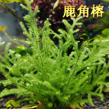 鹿角榕懒人活体水草无土耐活耐低温苔藓鱼缸生态瓶雨淋缸造景阴性