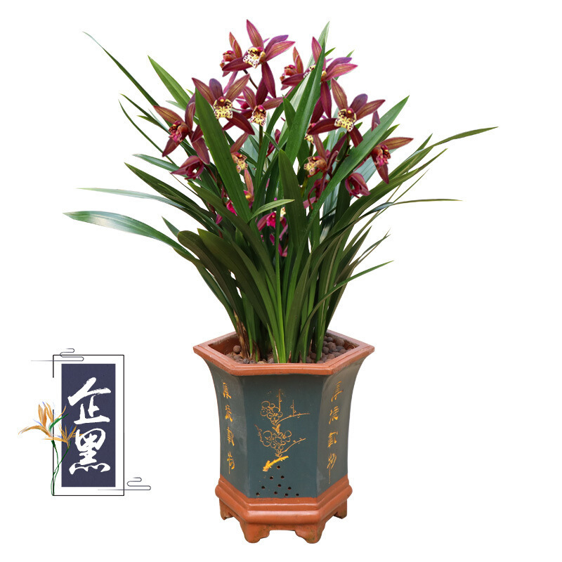 兰花盆栽春兰香兰墨兰名贵兰花苗直销带花苞植物室内耐寒绿植花卉