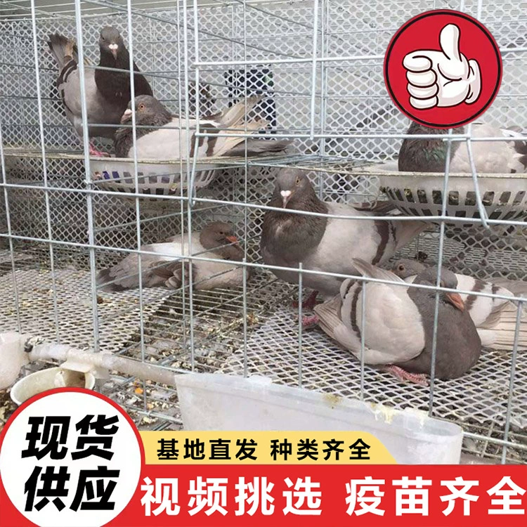 Кормление квадратных голубей в живописных парках для наблюдения, выпуск голубей мира для праздничных торжеств, оптовые цены для голубеводов