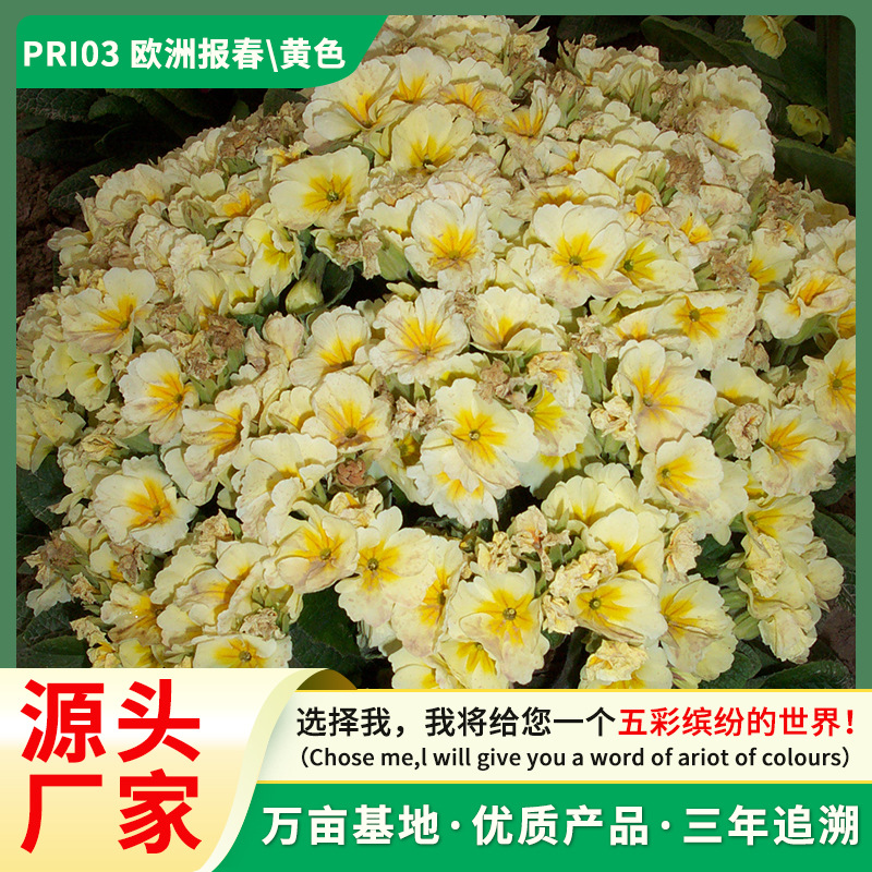 欧洲报春花种子四季开花盆栽阳台观赏易发芽早春花卉种籽耐寒花种