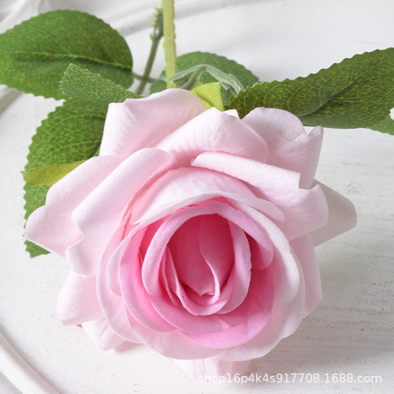 Núcleo de polvo de rosa Aisha