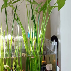 水耕植物屋内タケノコ新鮮な水生浄化オフィス緑の植物デスクトップ花リビングルーム盆栽メーカー