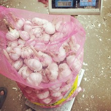 金乡大蒜基地源头工厂供应出口印尼，越南，马来西亚头出口品质