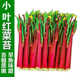 蔬菜种子;粮食作物种子;一二年生花卉