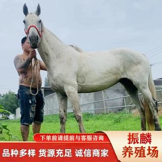 影视用马什么品种马好 打比赛的汗血马 国产阿拉伯马 英国纯血马