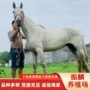 英国国产比赛品种汗血马