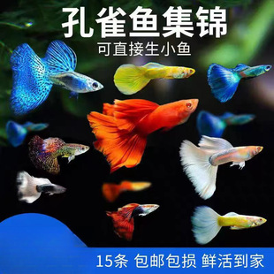 ��ȸ�~���N�^�p�~С�͵�ˮ���B�Ꭷ�~���R���~С�~�~���Pβ�~