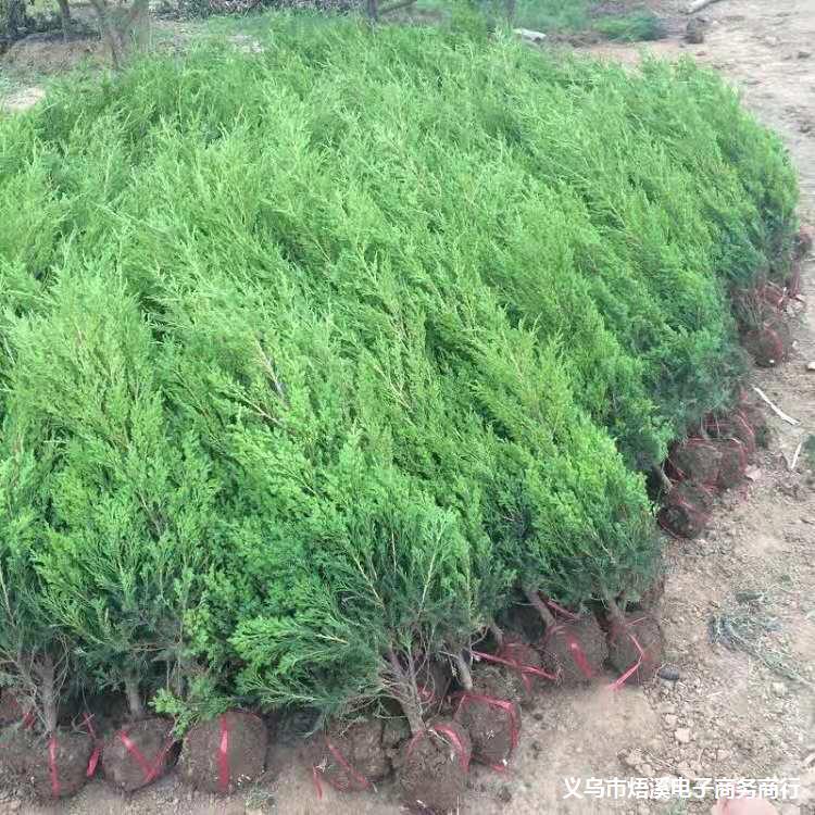 桧柏苗刺松树苗塔柏树苗塔松树苗蜀桧树苗绿化苗木带土发货塔柏苗