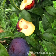 ���A��������ڼ޽��X�����A��������������������Ϸ�����������