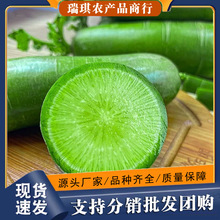 山东潍坊水果萝卜整件包邮产地直发水果青萝卜一件代发食用农产品