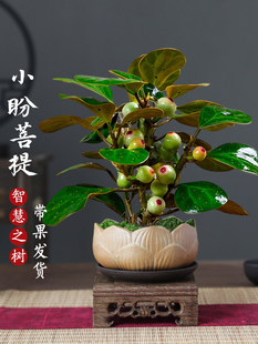 ���������С�������辰������ʽ�U������[���҃Ȅ�����B�Gֲ��