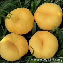 蟠桃新品种销售 黄金蟠桃树 中蟠十一桃树 黄蟠桃红蟠桃 扁桃桃树