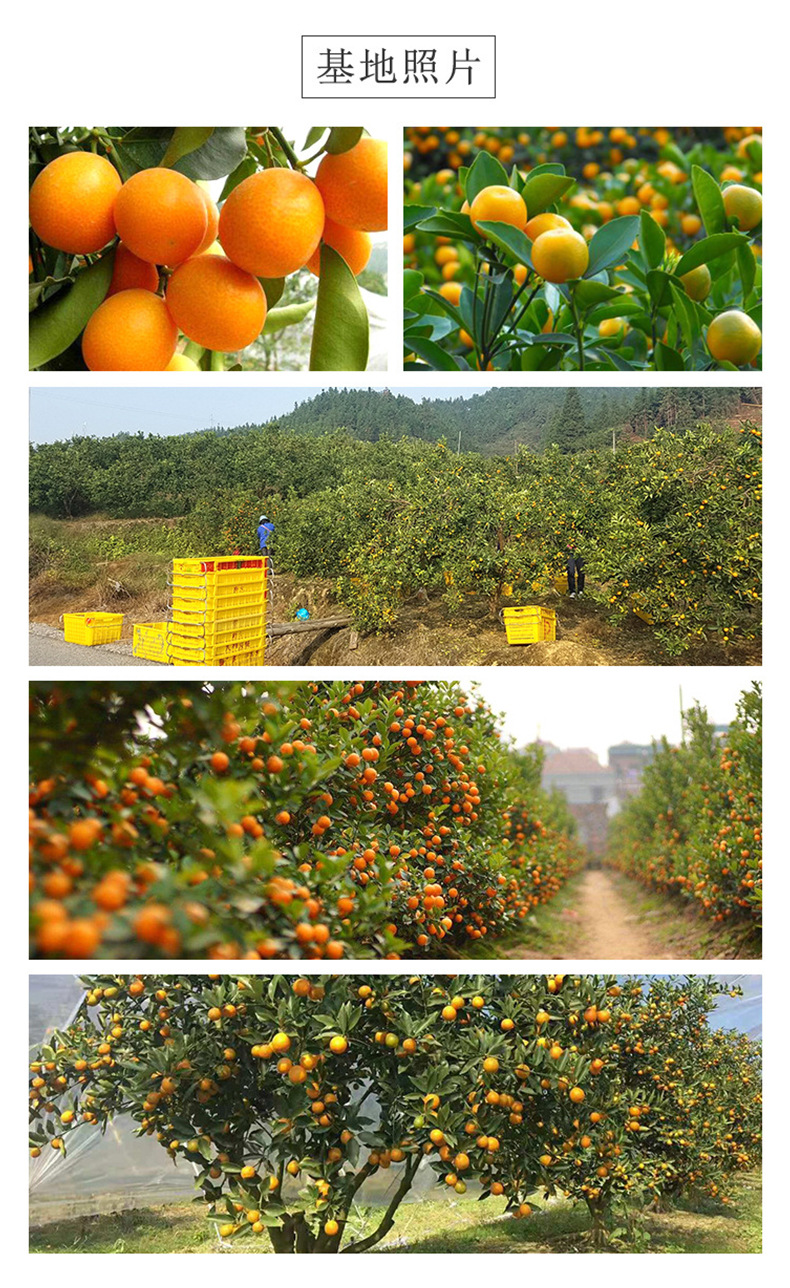 Dried Kumquat Slices Jin Ju Gan Freeze Dried Fruit Tea 50g Sugar Free Herbal Wellness Tea quality and texture
