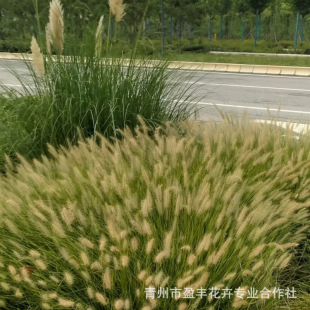 Potted Multi-Germinated Wolf Tail Grass Seedlings, Perennial Shore Slope Protection Wolf Tail Grass, Purple Spike Wolf Tail Grass Seedlings Potted Plants