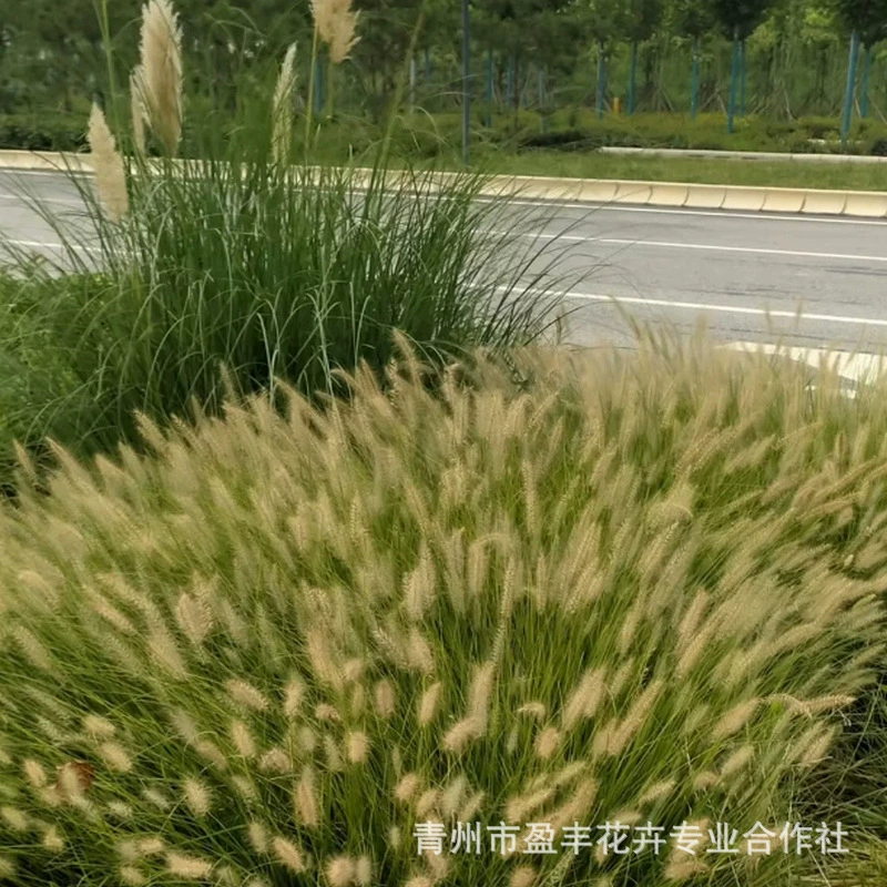 Многоразовые рассада травы «волчий хвост» в горшках, многолетняя трава «волчий хвост» для защиты береговых склонов, рассада травы «волчий хвост» с фиолетовыми шипами, горшечные растения