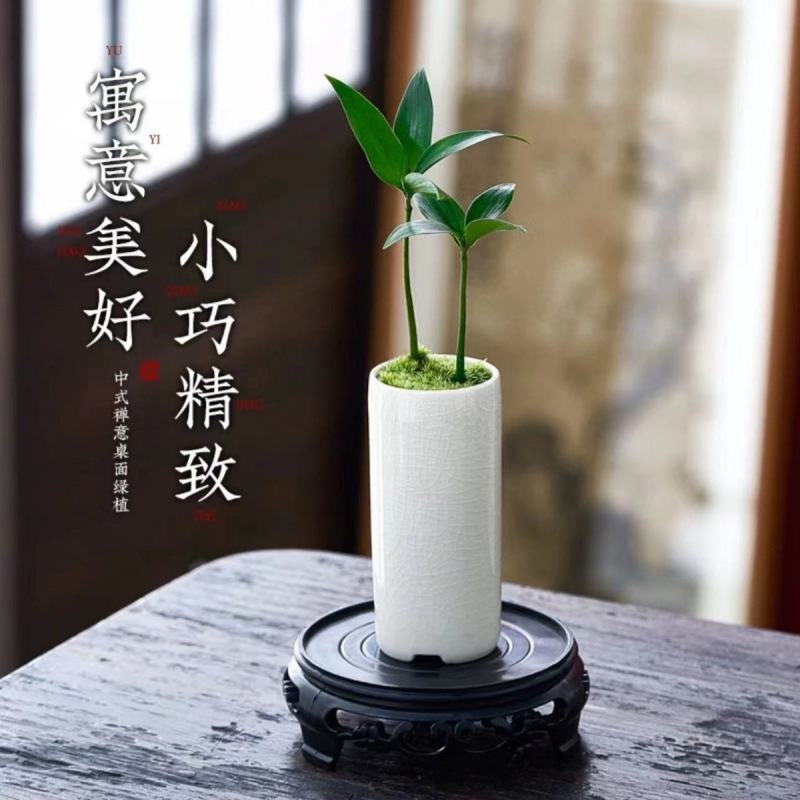 ミニ竹とモミの盆栽、小さな鉢植えの蚊よけ植物、屋内花、オフィスのデスクトップ、オールシーズン緑の植物を育てやすい|undefined