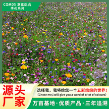 �ݻ��M�ϷN���ͺ��ͺ��첥���N���B�ޏ;G���o�;G�ݻ��첥��