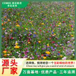 草花组合种子耐寒耐旱混播花种生态修复绿化护坡复绿草花混播籽