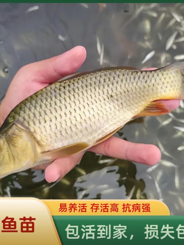 Live Carp Fry, Extra-Large Black Carp, Rice Flower Carp, Rice Field Carp, Brood Carp, Freshwater Farming, Edible Live Fish, Feed Wholesale