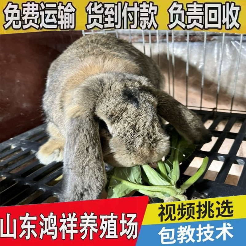 Низкая цена на прямые продажи от французского питомника кроликов с длинными ушами, большой запас высококачественных крупных кроликов.