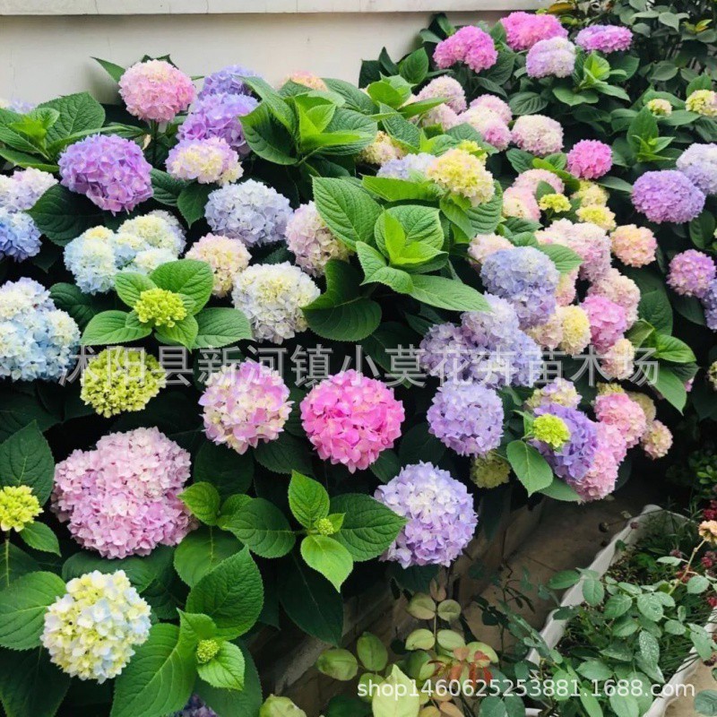 혼합 팩 [핫 추천]