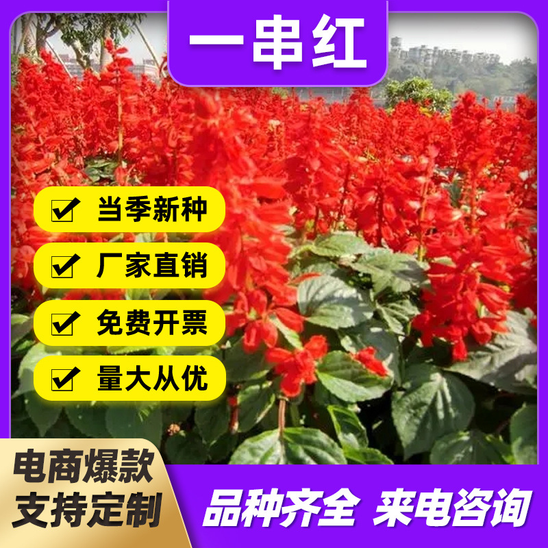 矮串红花种子一串红串串红室外庭院室内阳台盆栽花卉易活植物花籽