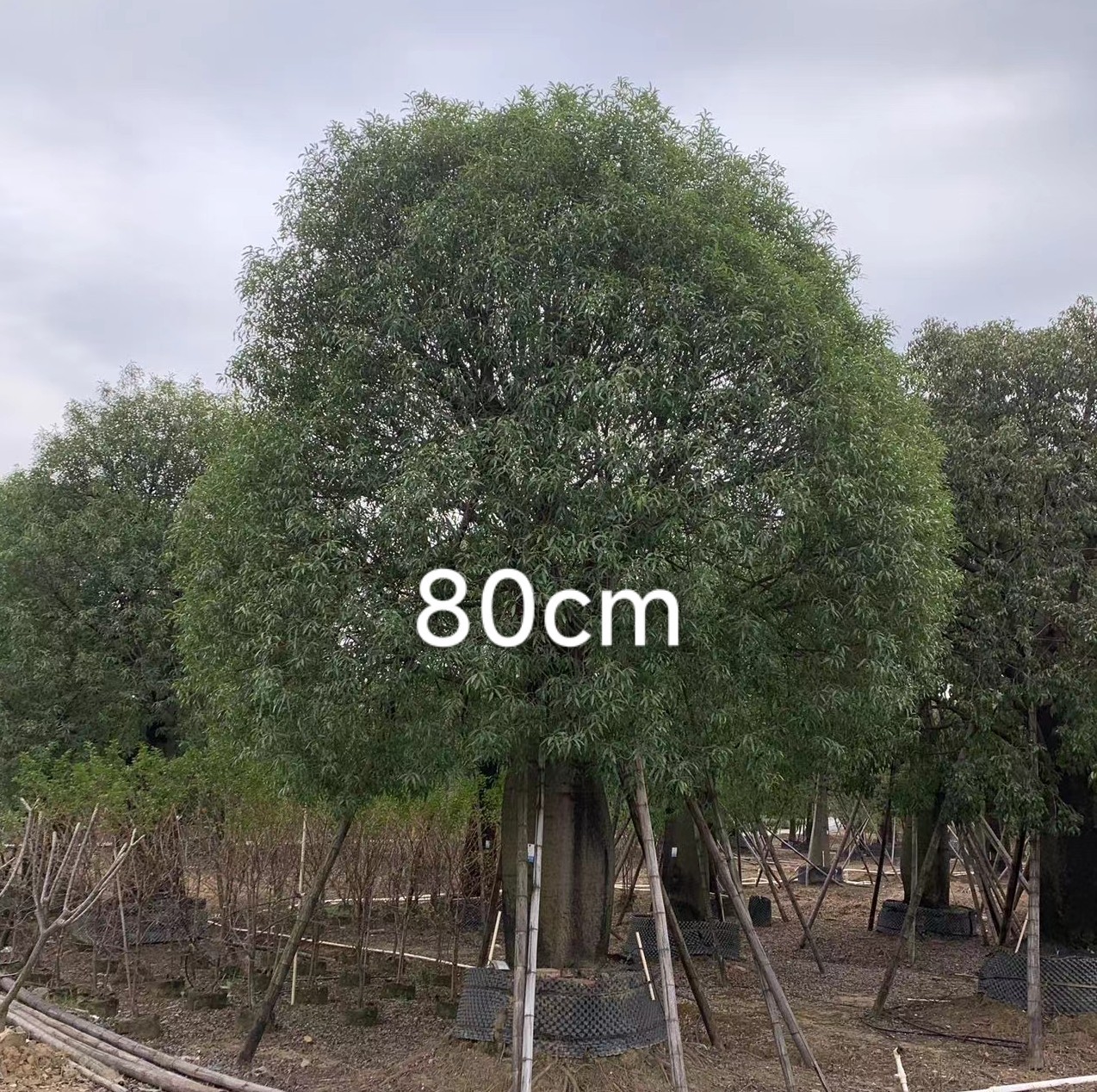 2511苗圃供应 佛肚树 米径50-100cm大树 昆仕兰酒瓶树 高档庭院