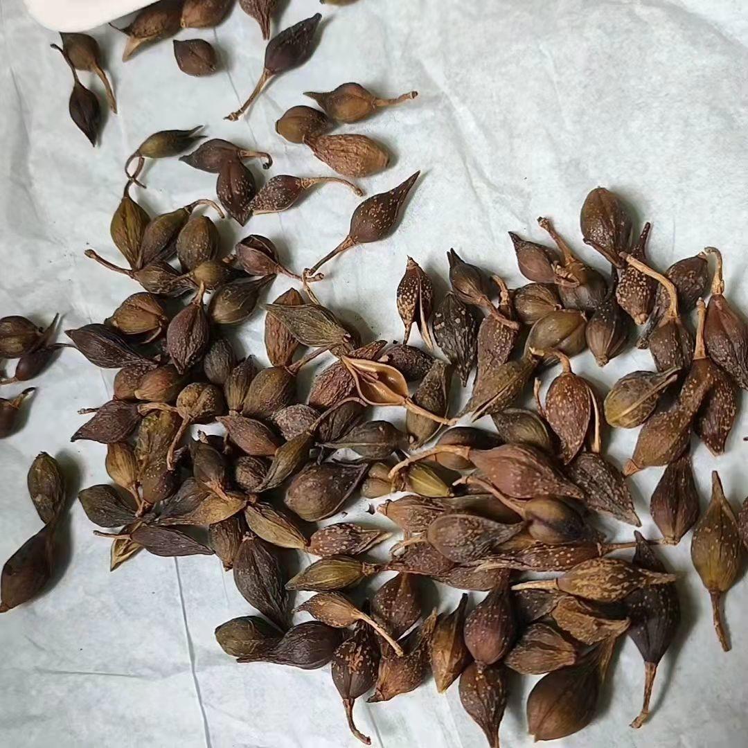 Dried Forsythia Fruit Lian Qiao 500g Bag Traditional Chinese Herb for Decoctions and Herbal Teas specifications