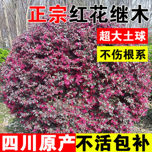 Red-Flowered Cypress Saplings for Sichuan Greening Projects, Courtyard Garden Landscape Old Stump Red-Flowered Cypress Ornamental